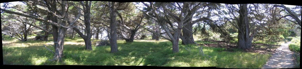 Point Lobos by Josh Levinger