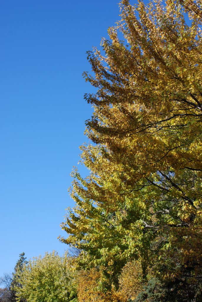 Fall Colors by ben policar