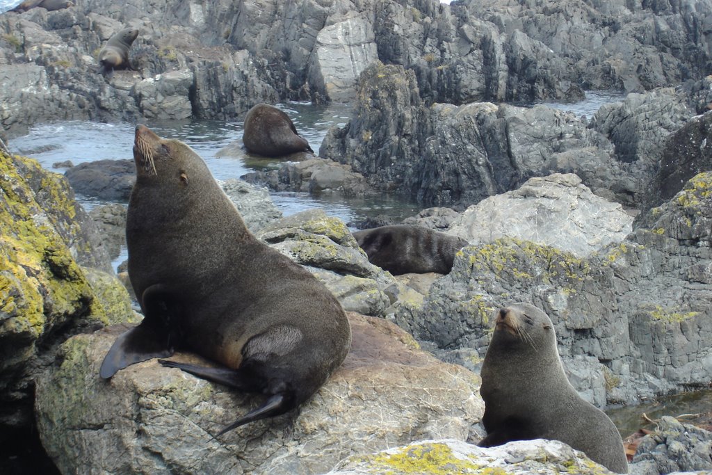 Two of the many New Zealand fur seals found at Red Rocks by shazab