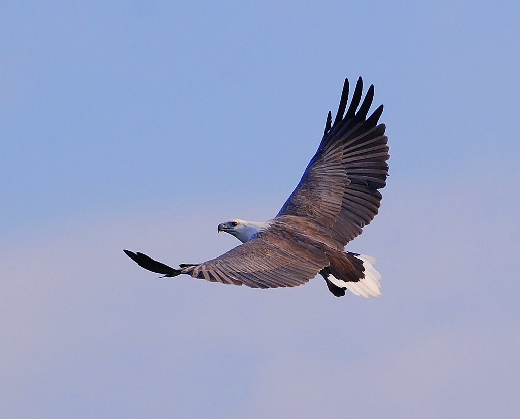 Sea eagle by bunge