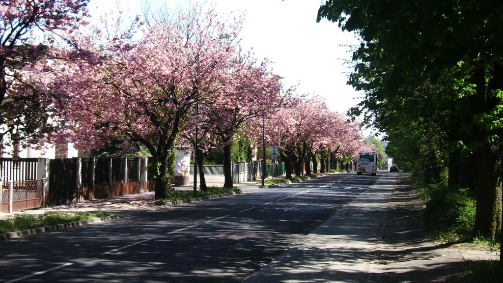 WYSZYŃSKI STR. IN MY HOME TOWN by Gabriel-N