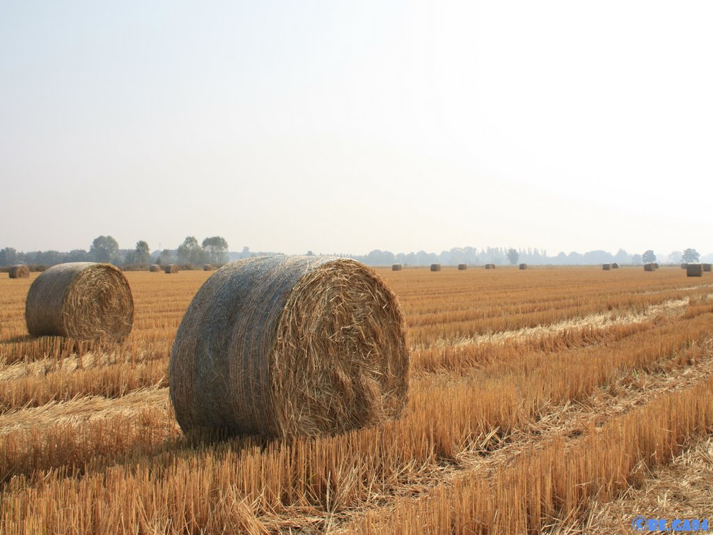 Campagne a Carpiano by Gabriele Bellotti