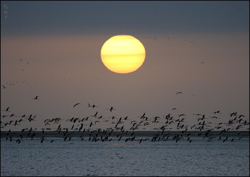 Sunset, Flamingo, Walvis Bay by OxyPhoto.ru - O x y