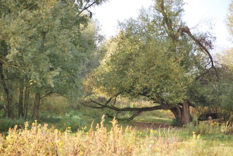 Natuurgebied bij Beuningen by Joe Cost Budde