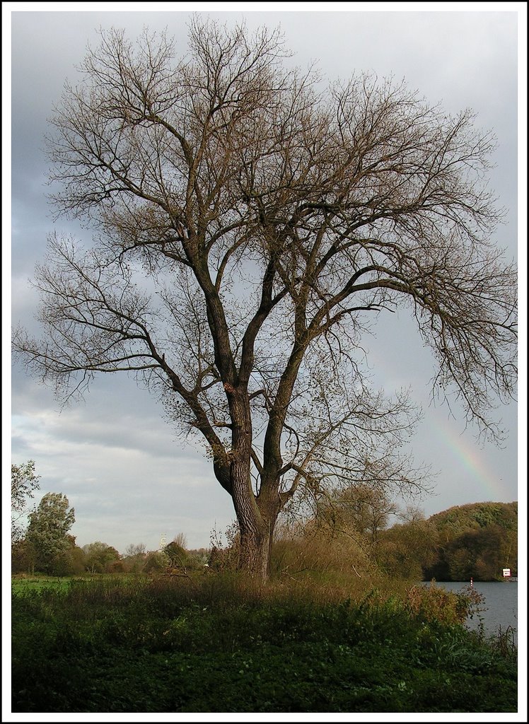 Tree with rainbow near the bank of the river Ruhr at Essen Heisingen by cybasheep