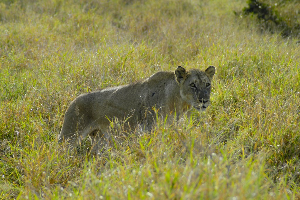 Kruger Park, South Africa by NicolasGaube