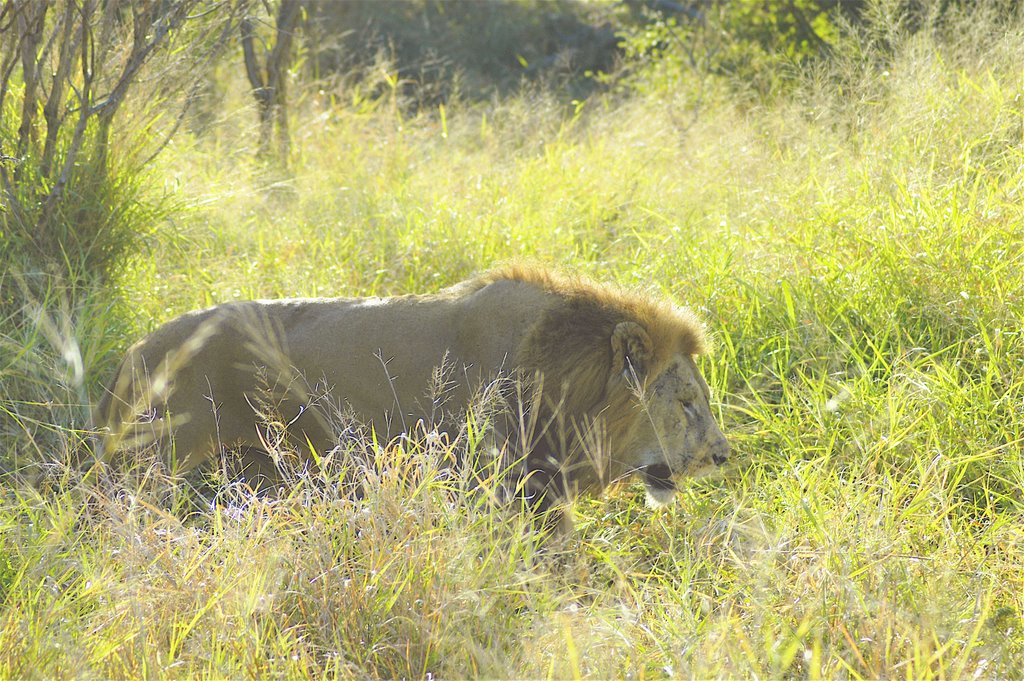 Lions have a walk by NicolasGaube