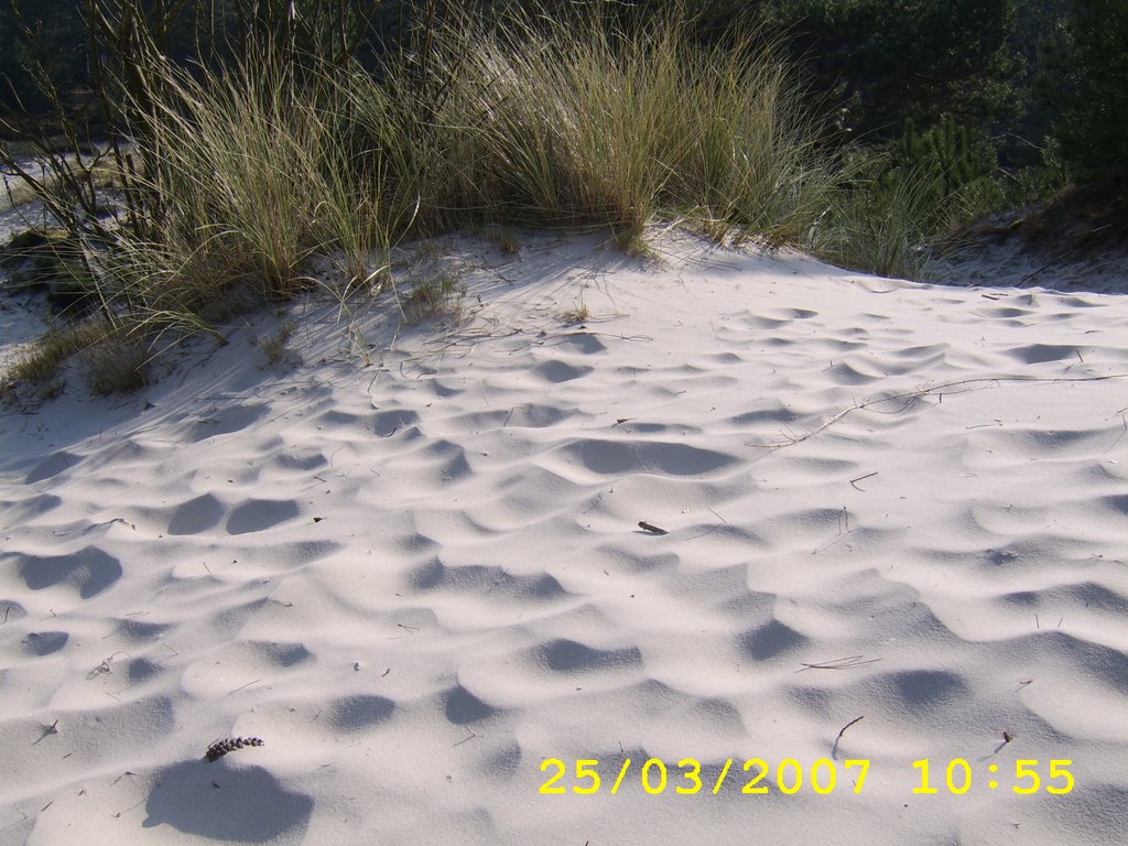 De duinen bij Schoorl (6) by Paul Bootsman