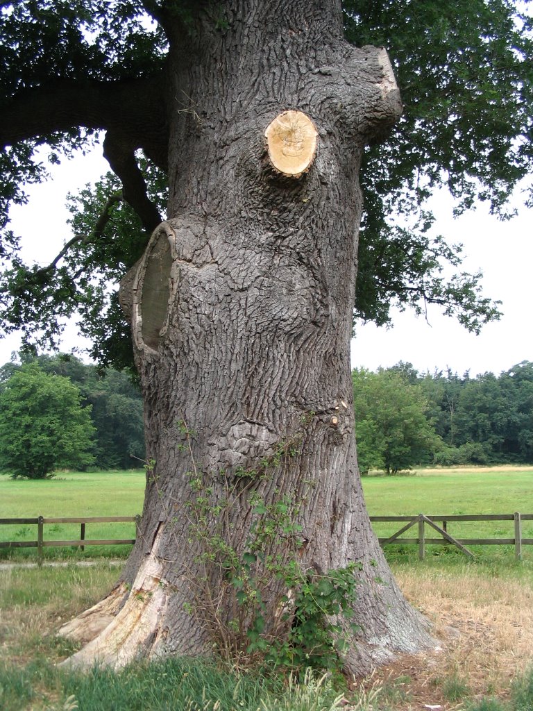 Thick tree of Verwolde by © ARTHURdXYV