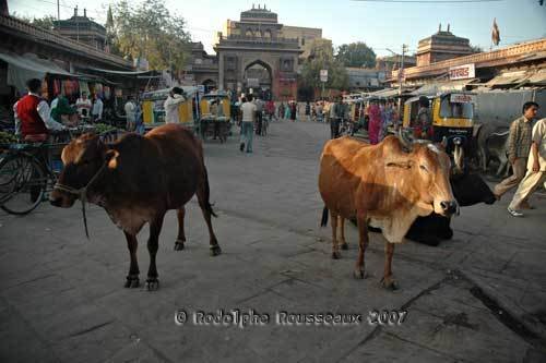 Jodhpur traffic jam... by Rodolphe Rousseaux - www.littleplanet.info