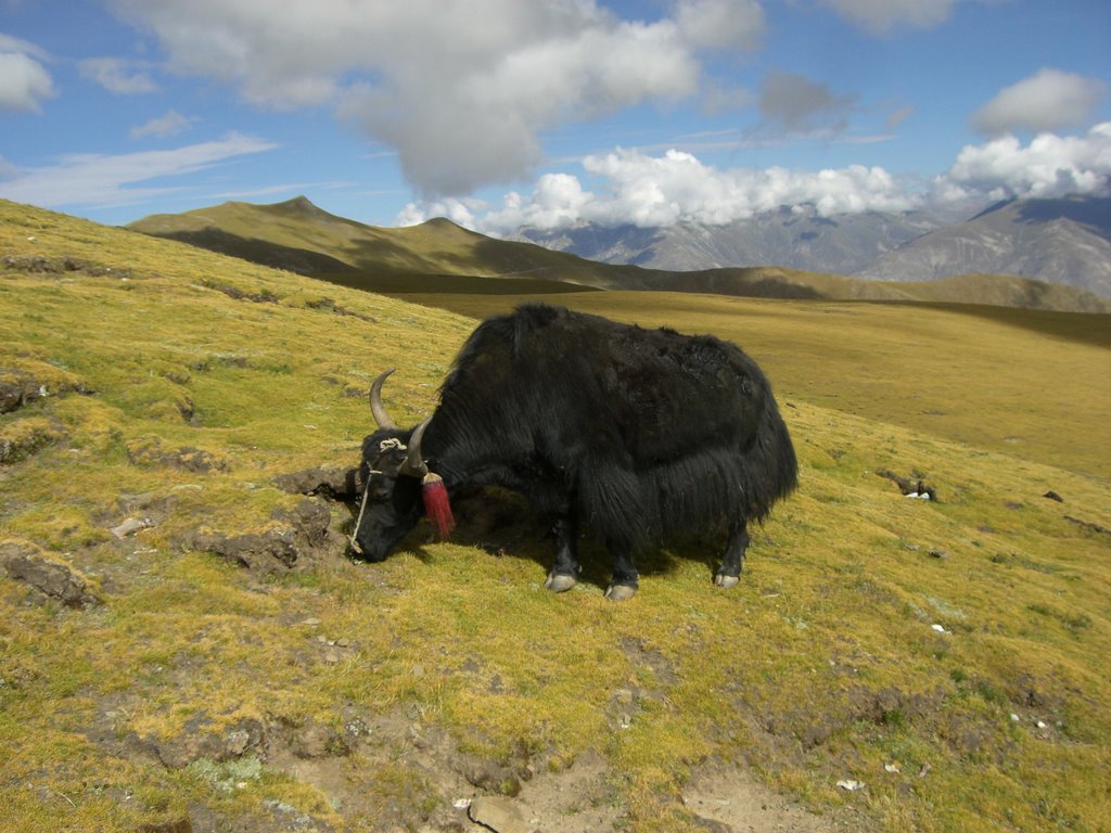 Gonggar, Shannan, Tibet, China by goudissard.d