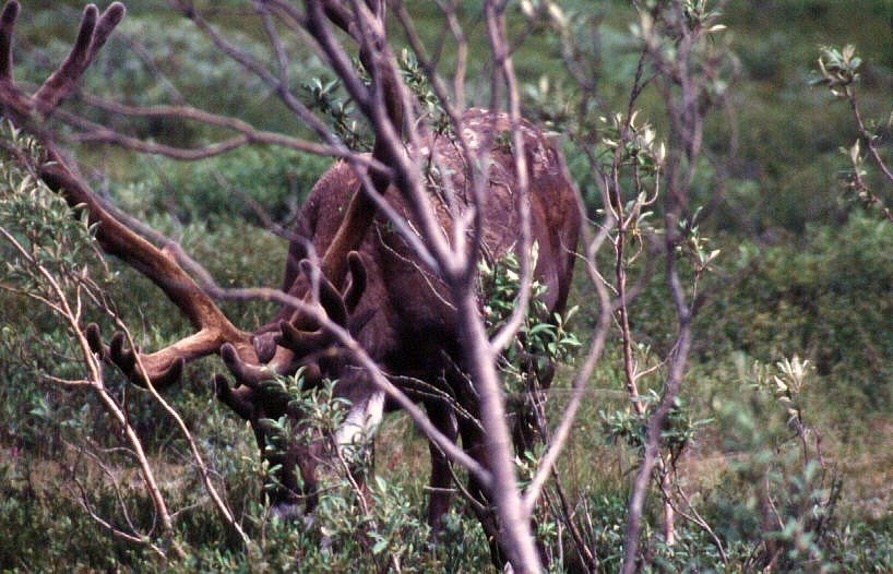 Elch im Denali National Park Alaska by Uli Goehler