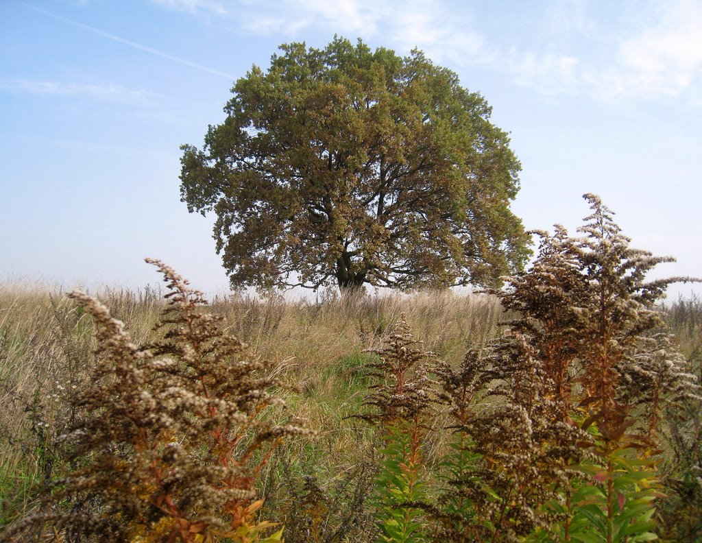 Der Herbst und seine Farben by marita1004