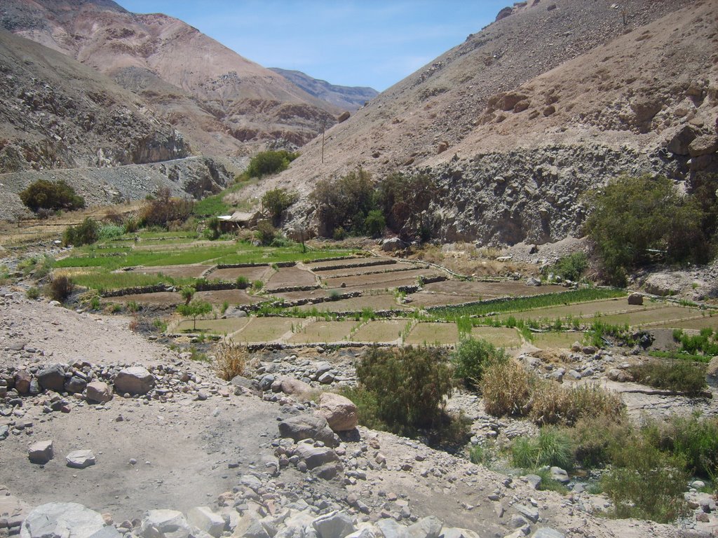 Camiña, Región de Tarapacá, Chile by MGSOL2004