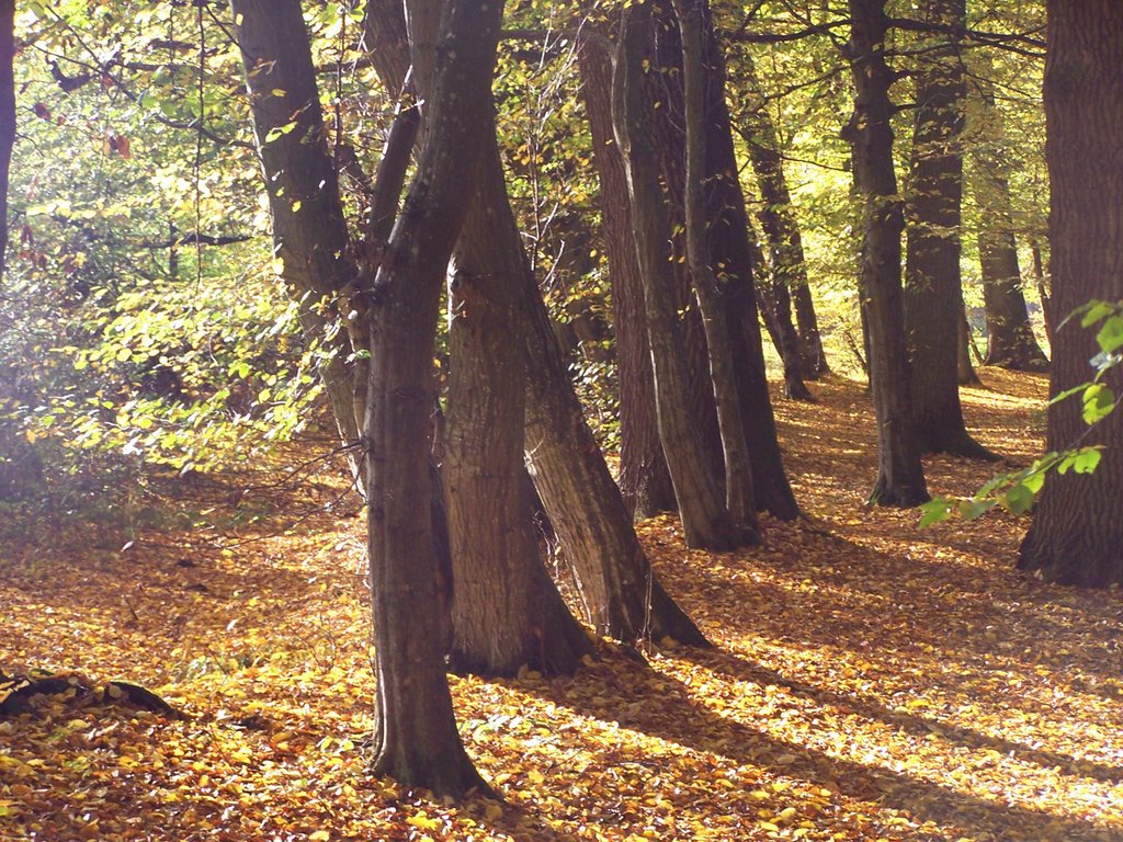 Herbstlicher Waldrand by Hartmut Scheuter