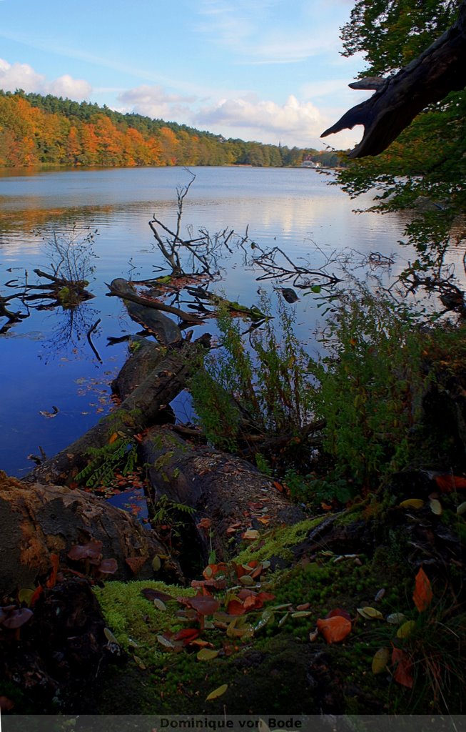 Obersee im Herbst by Dominique.vonBode