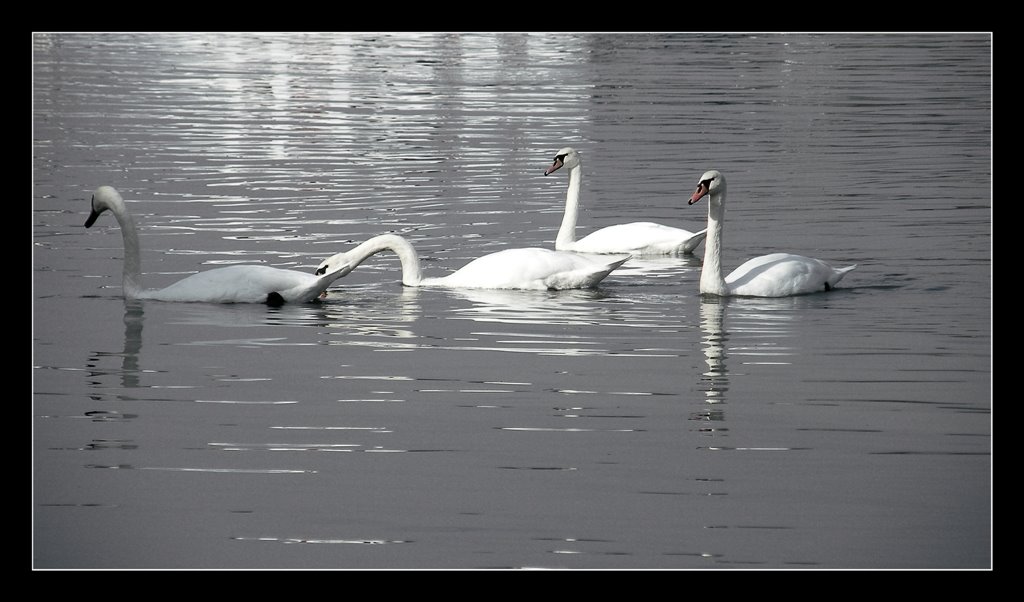 Swan - Labudovi by Sergey Sergejevich