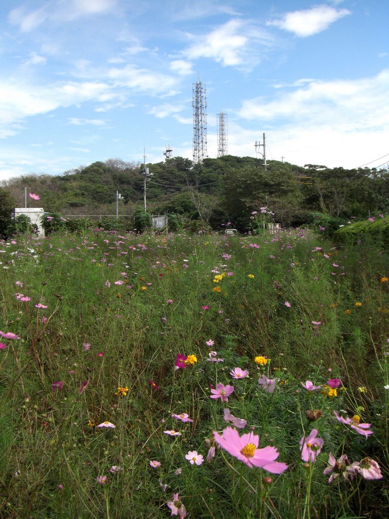 大楠平から大楠山(Mt. Ohgusu from Ohgusudaira) by 9m2ji1etu