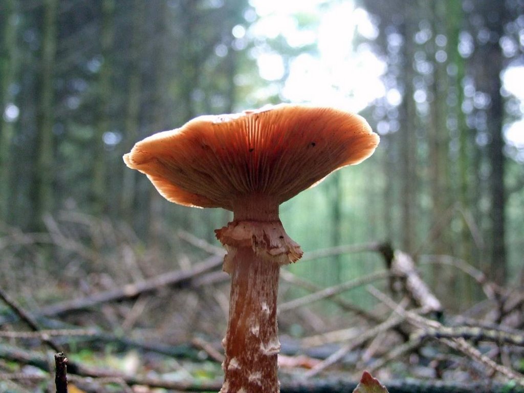 Honingzwam - Honey mushroom - Armillaria ostoyae by ©JPix