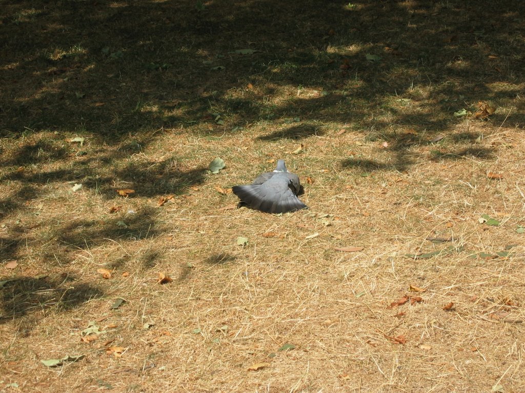 Sunbathing pigeon by x30ffx