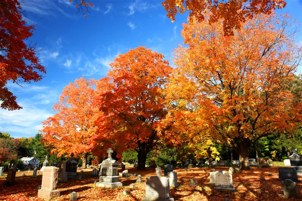 Blazing fall Foliage - St Bernard's Cemetary - Concord, MA by John M Sullivan