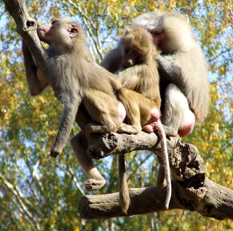 Baboons in a tree by © Kojak