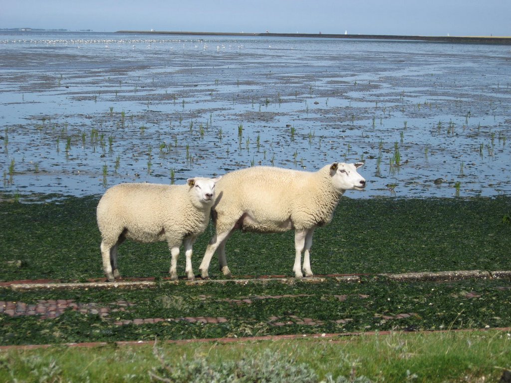 Schapen bij 't Wad. by prasaarhimanouk