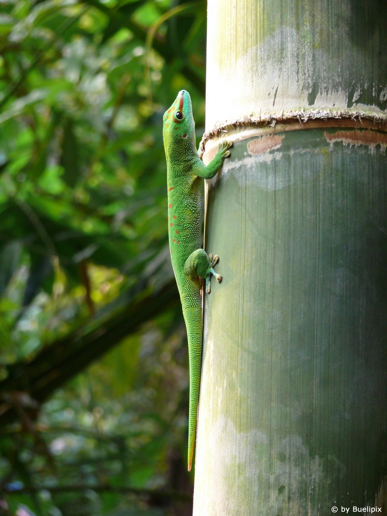 Grosser Madagaskar-Taggecko (Phelsuma madagascariensis) by Buelipix