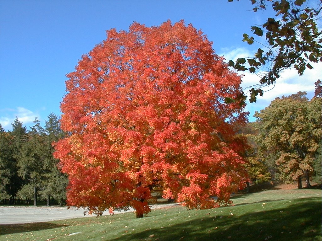 Fall Colors at the Manor by js4653