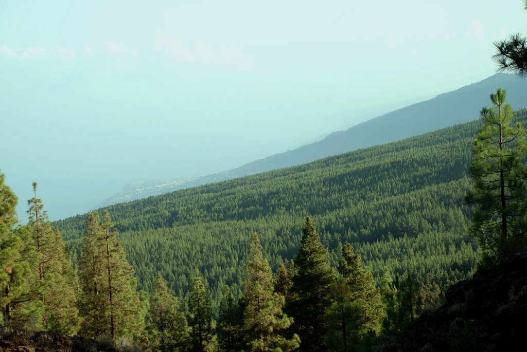 Pinares valle la Orotava by Carlos Pérez