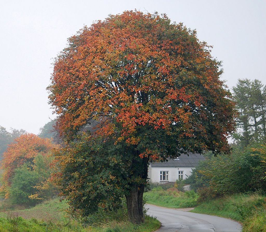 Helgenæs by ravstrand