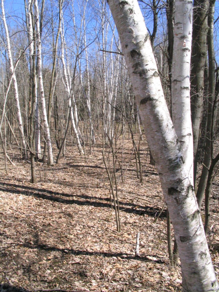 Birch trees at Huiras Lake, Sheboygan Cty, WI by brucev