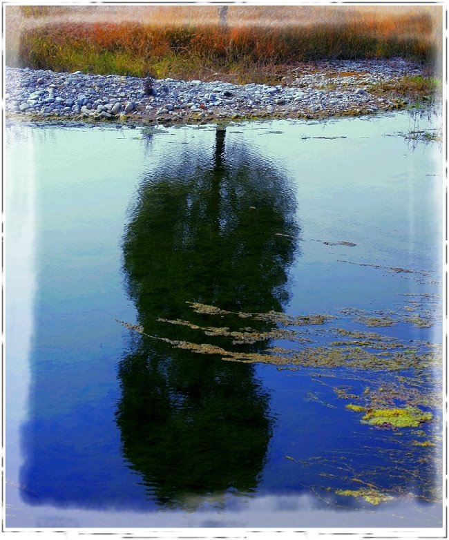 Autumn color - A tree's in water inverted image by 逃离城市