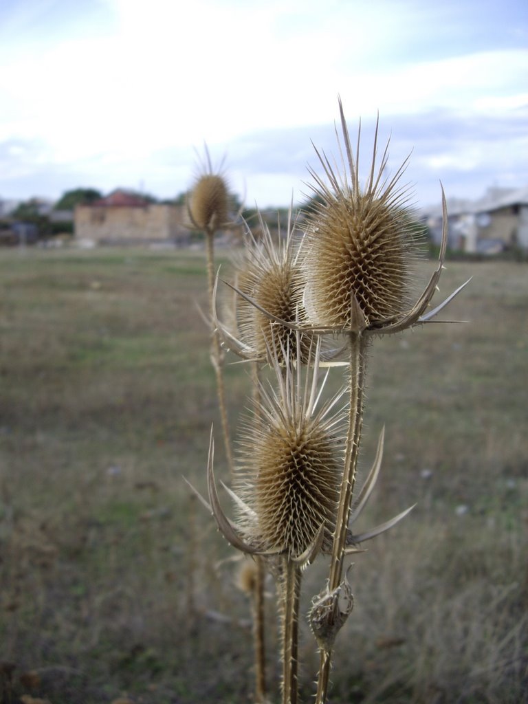 Dipsacus by Rumlin