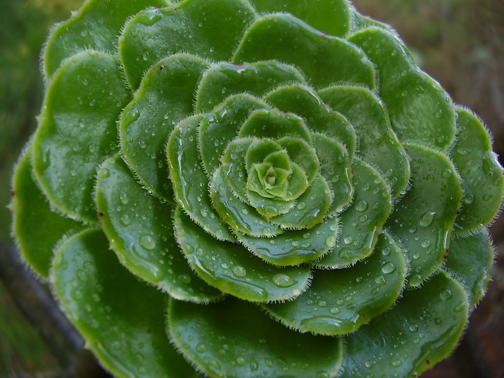 Verode.(Senecio kleinia) by Dácil