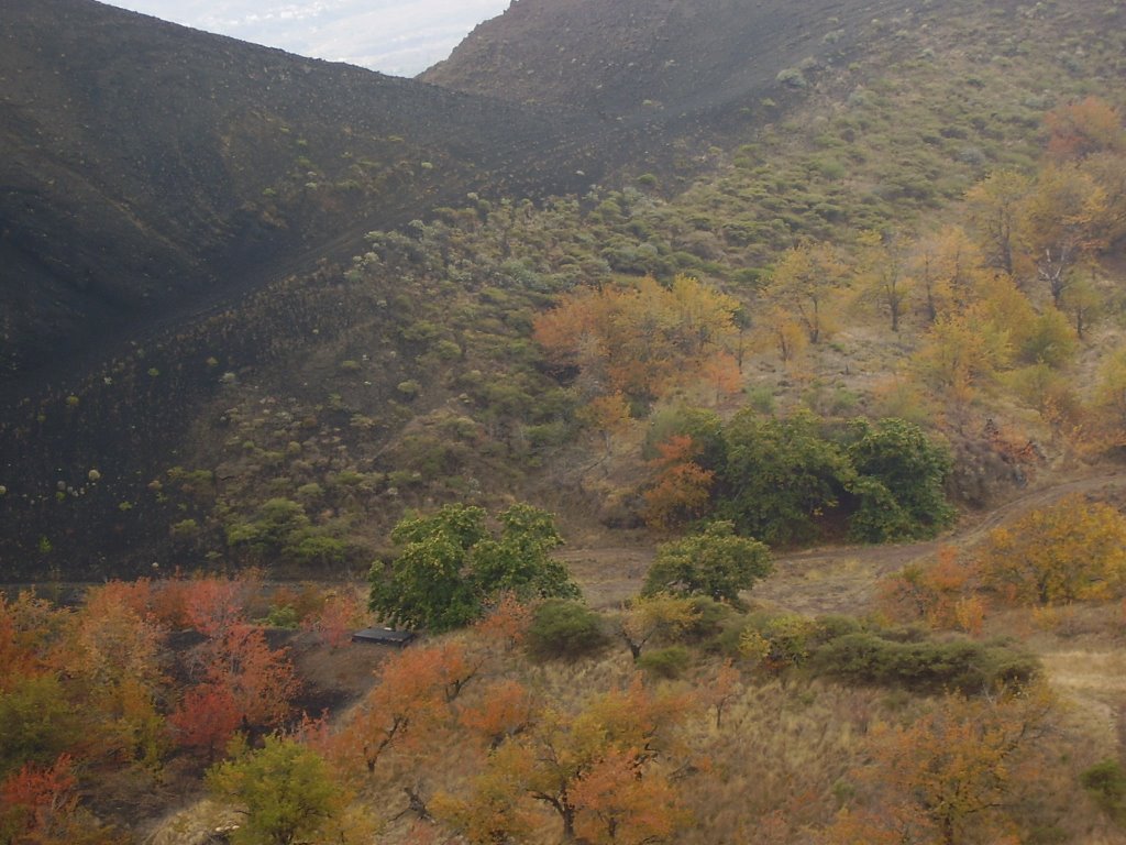 Castañeros y guinderos en la Media Montaña. Altos de Arafo by Dácil