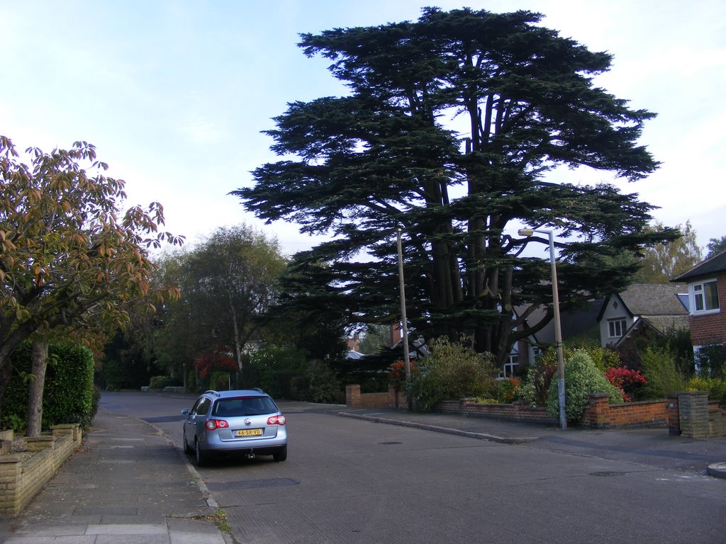 Cedar Tree at Birstall, Leicester by Reo Bongers