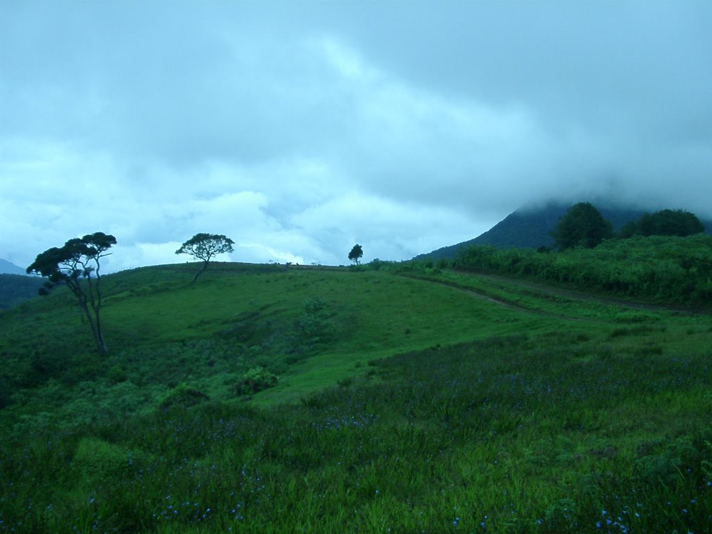 Nuwaraelia by NH Samarasinghe