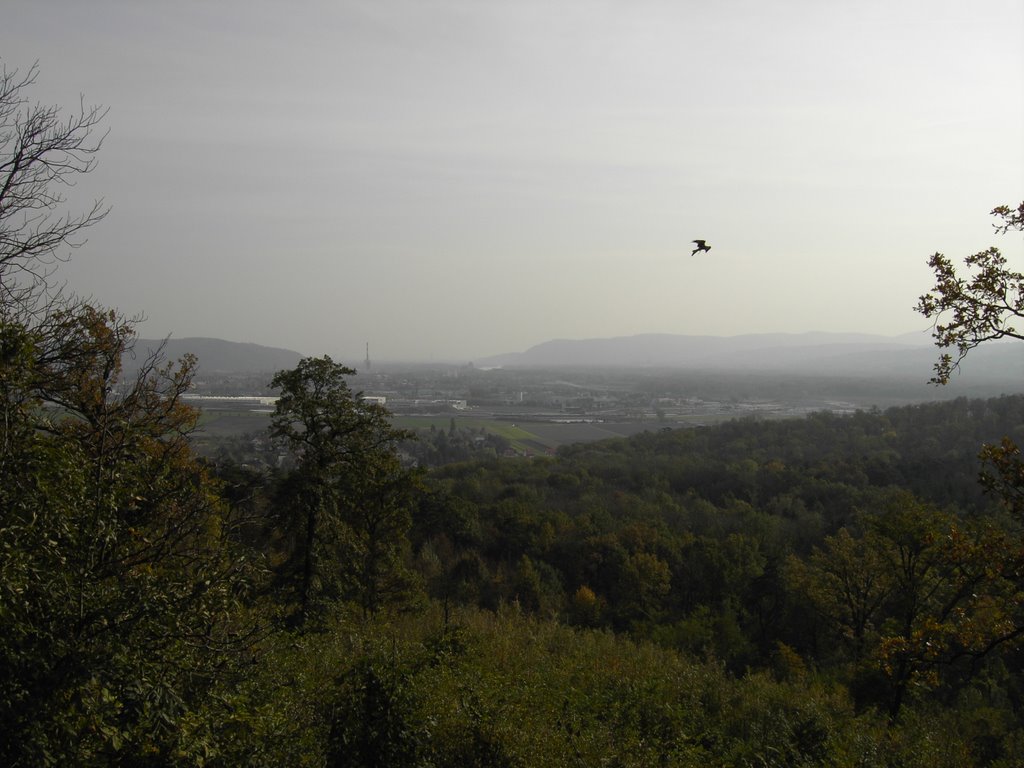 Blick von Kreuzenstein nach Korneuburg und Wien (ein Raubvogel fliegt gerade vorbei) by Gerold Treitler