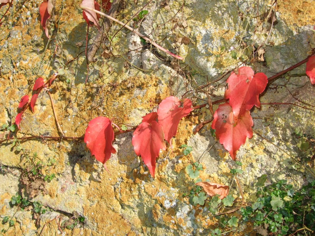 Oktober in Nördlingen by momo_gaya