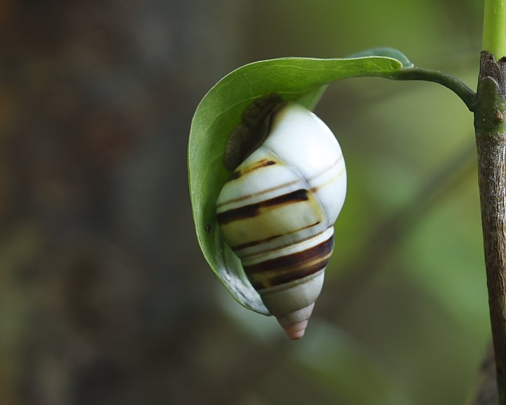 Florida Tree Snails (Liguus fasciatus) by juanKa05