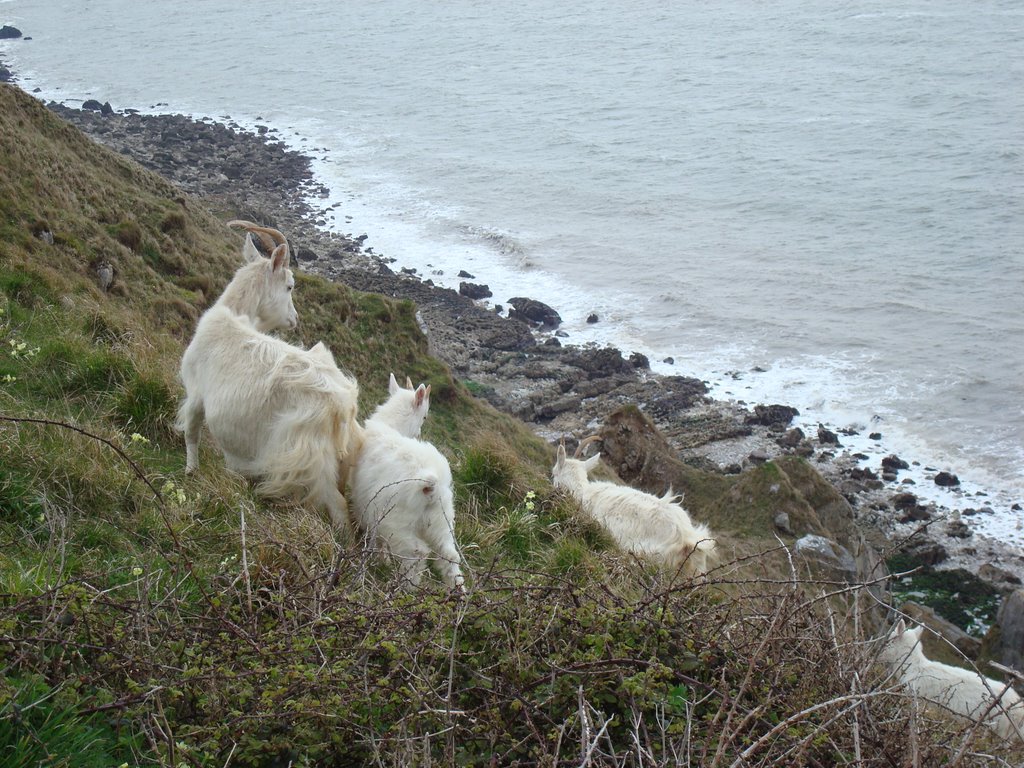 Llandudno goats by Woodlea Studios