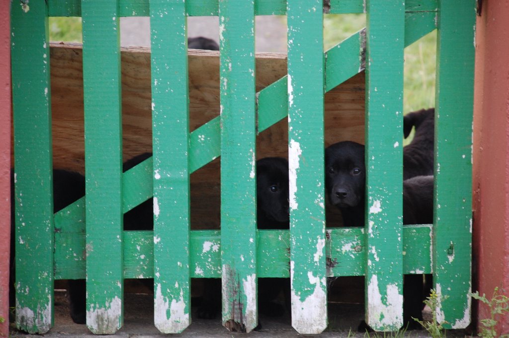 Irish puppies by nickell