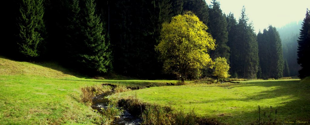 Baum am Bach- Herbst 2008 by holger mohaupt