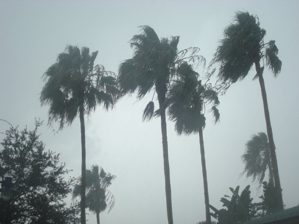 Floridian Palms by JasonIs