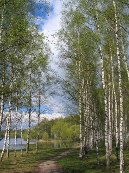 Birch Grove in Karabanovo by Jason Conrad