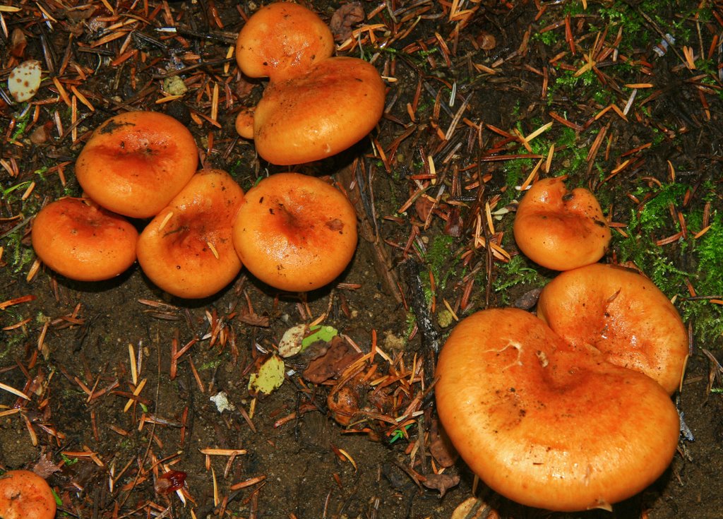 Orange Mushrooms ...09.26.08*.©.rc by Richard Campbell