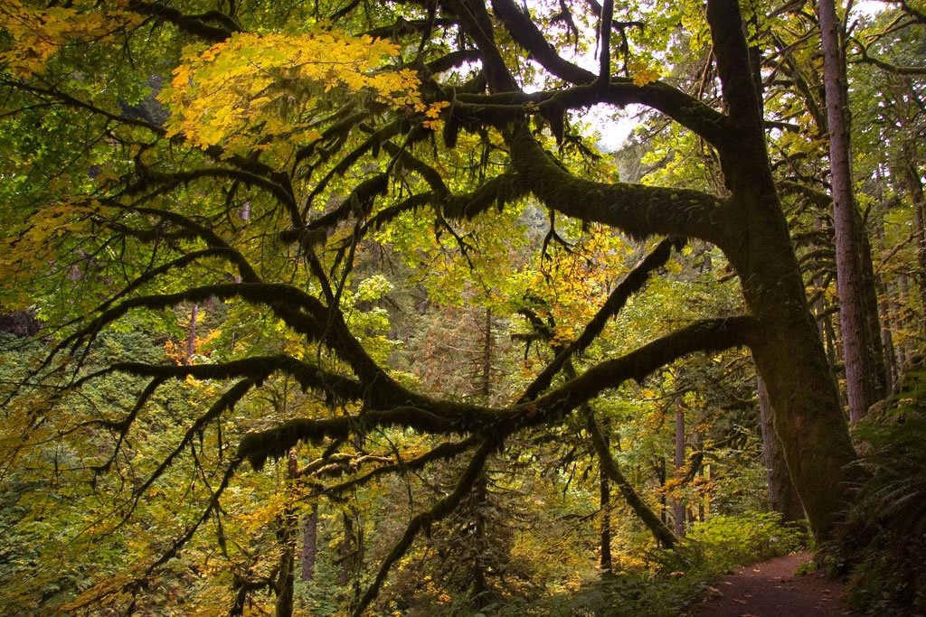 North Falls, Silver Falls State Park by tblackburn