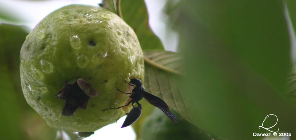 Fruitthief in Paramaribo, Suriname by Kumar Sivanathan