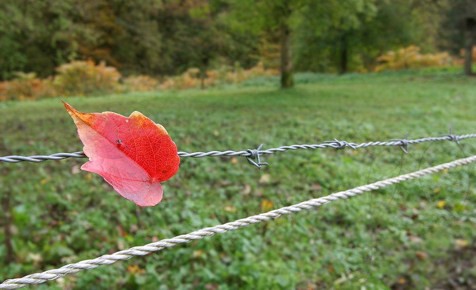 Aufgespiesstes Blatt an der Wupper by GabiundKlaus